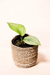 Scindapsus treubii mint variegata